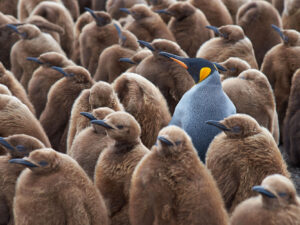 Stand out from the crowd